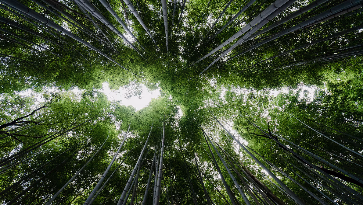 Tall bamboo stalks with lush green leaves seen from below toward the sky through the canopy.