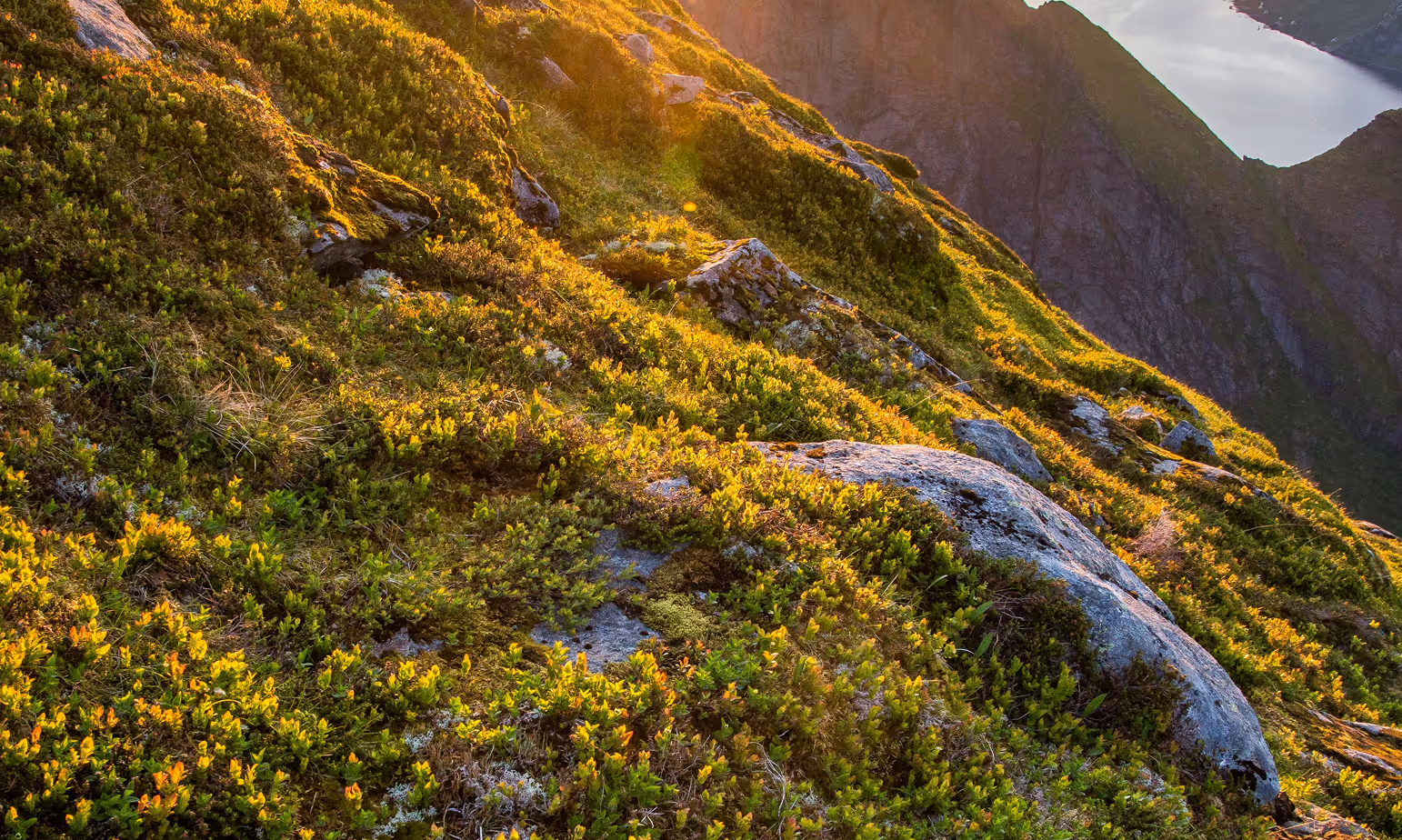 Sunlit rocky hillside covered with green plants and moss near steep mountain cliffs and water below.