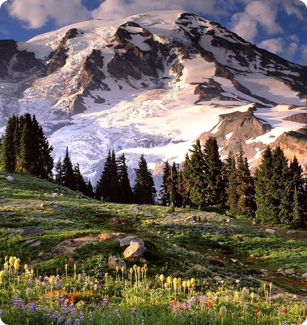 Snow-covered mountain behind green meadow with wildflowers and tall pine trees under blue sky.