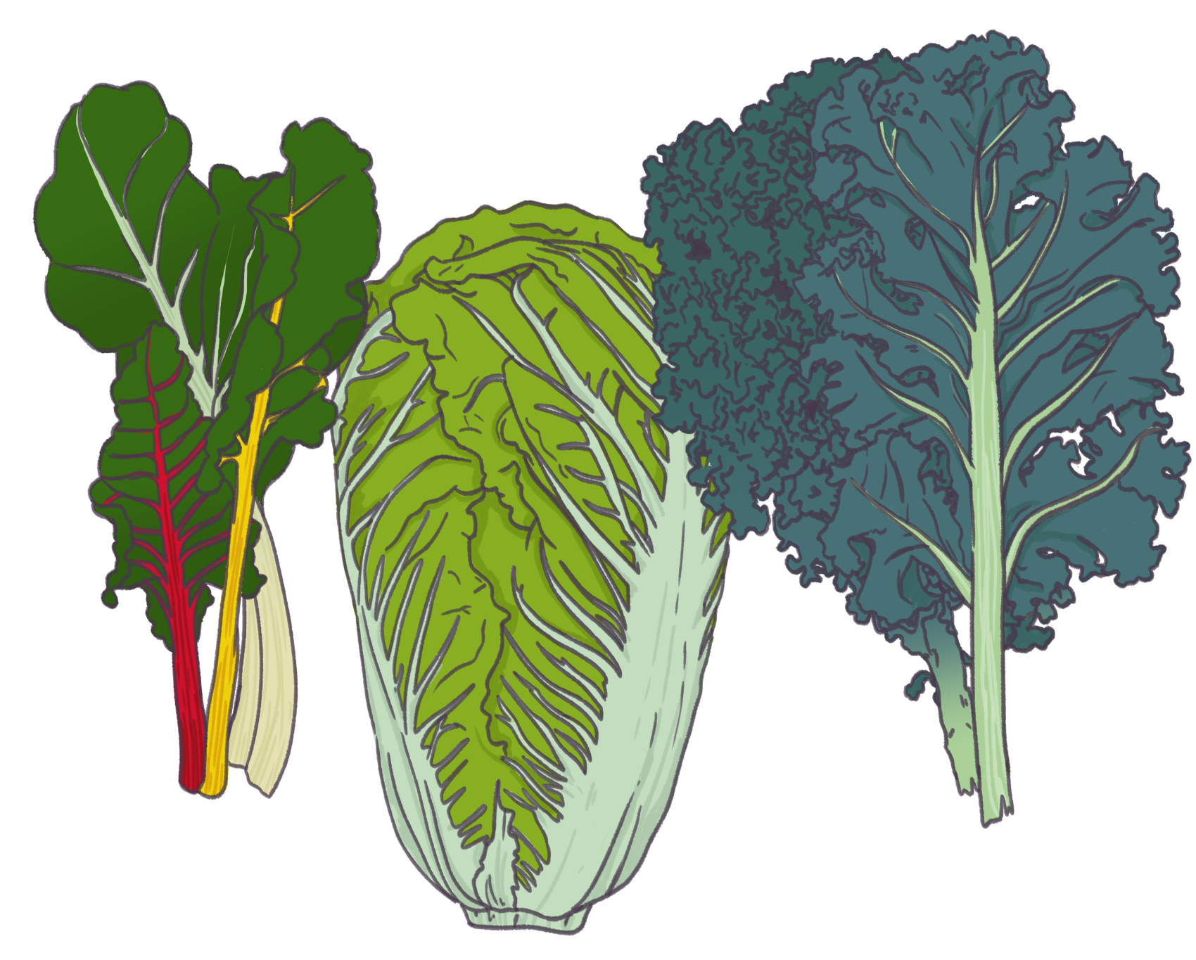 Des blettes de trois couleurs, un choux chinois et du chou kale
