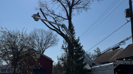 Showing Tree Removal in Bloomsburg, PA and Columbia County.