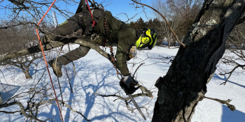 Proper Tree Pruning in Bloomsburg, PA and Columbia County, PA.