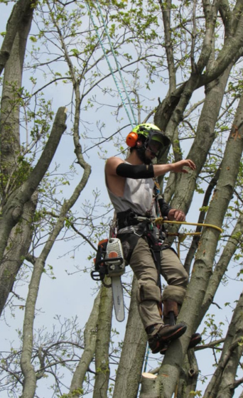 Owner and Arborist Removing a tree in Bloomsburg PA and Columbia County PA.