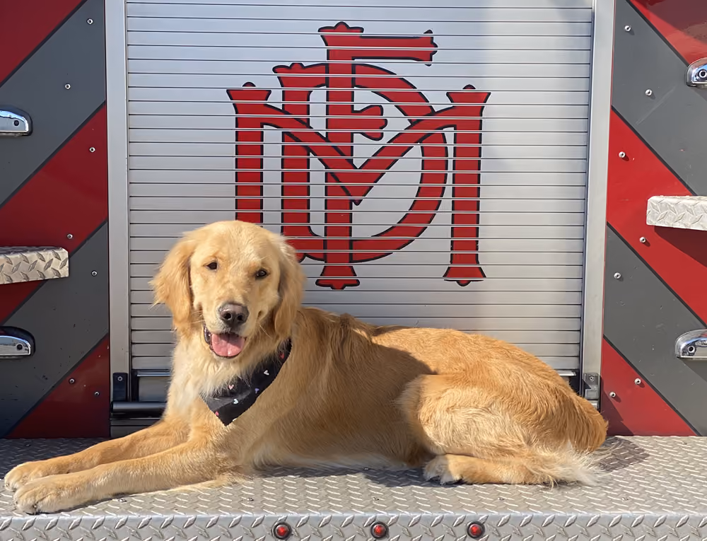 A golden retriever wearing a bandana lies on the platform of a fire truck, in front of a red "MFD" monogram logo on the truck's compartment door.