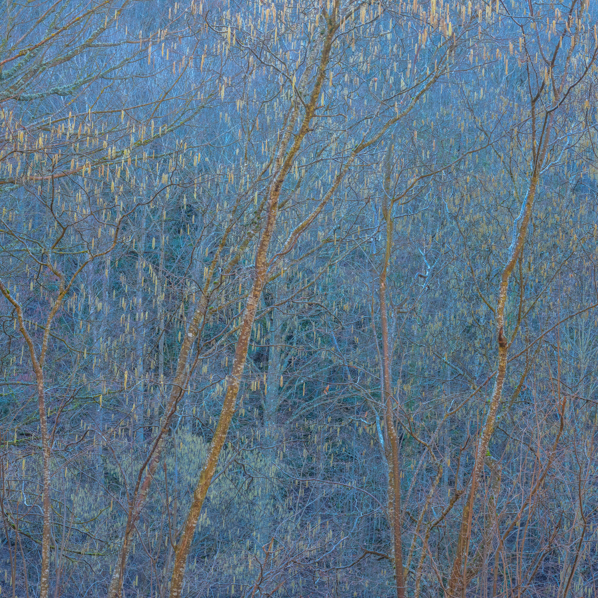 Didier Goupy