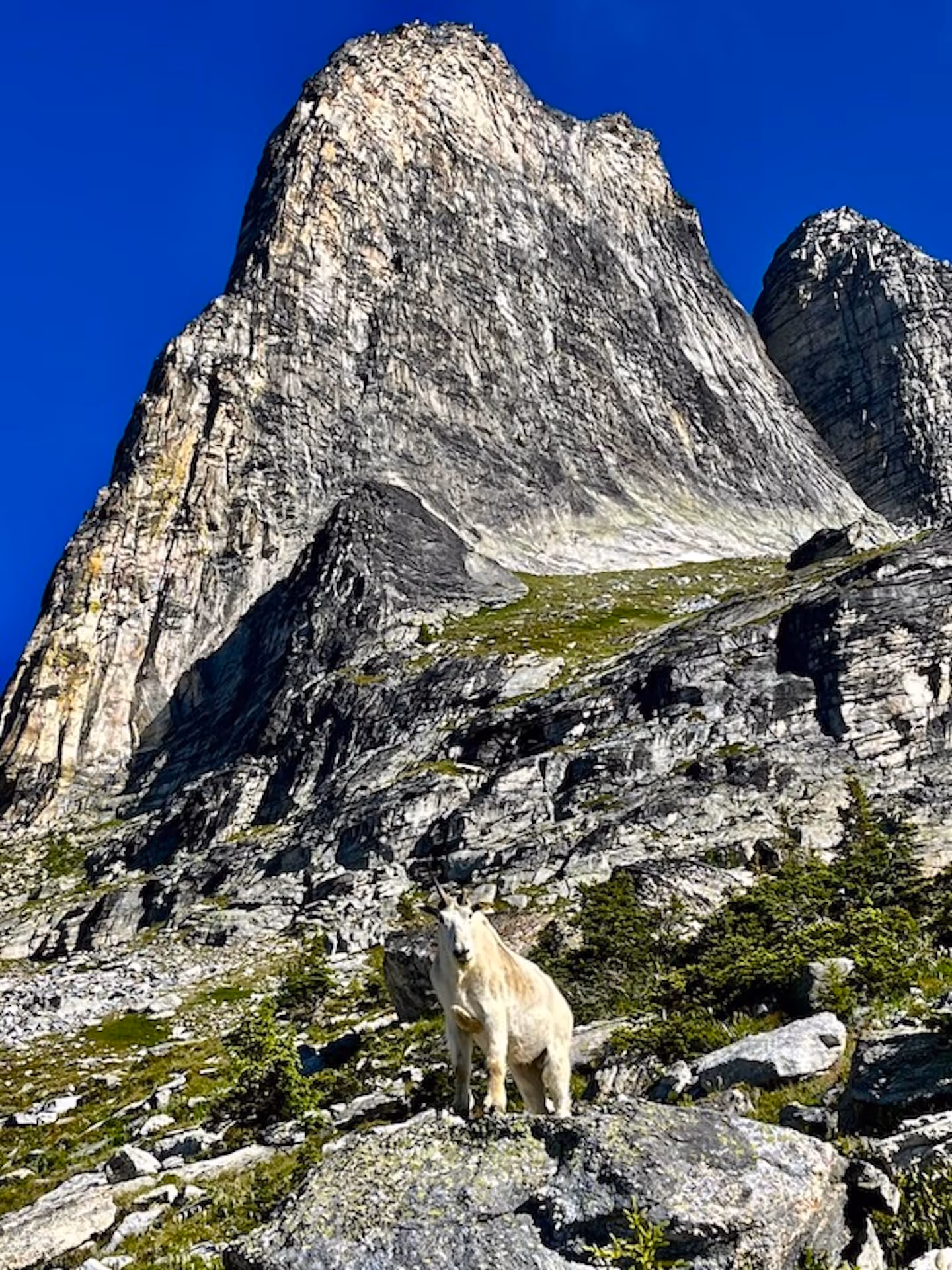 short roping, alpine guiding