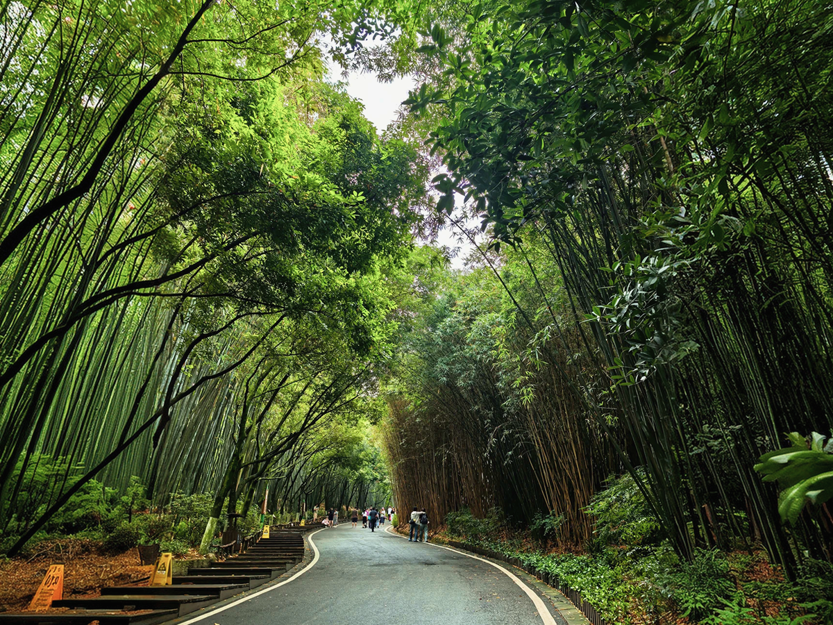 Bamboo boardwalk at Chengdu Panda Research Base before an afternoon transfer