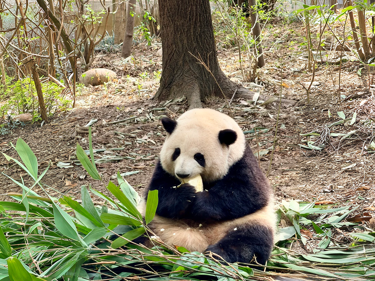 Giant panda at Chengdu Research Base of Giant Panda Breeding