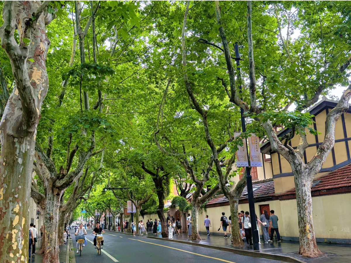 Plane tree lined Wukang Road in Shanghai Former French Concession
