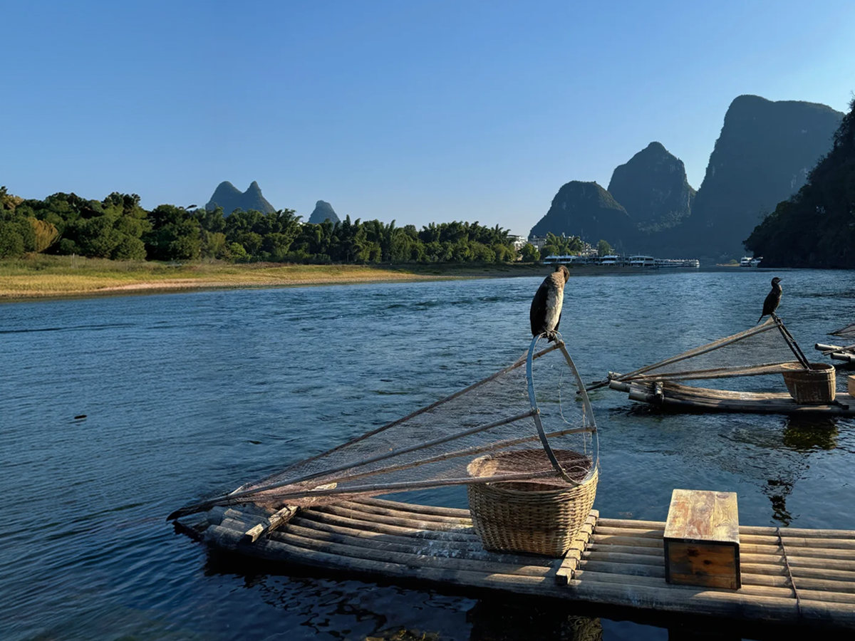 Cormorants on the Li River in Guilin