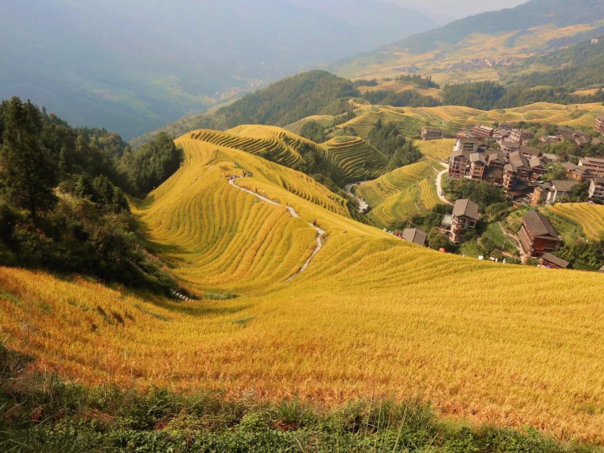Longji Rice Terraces near Guilin in autumn