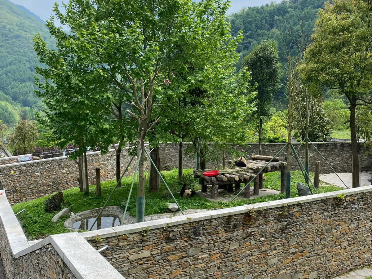 Wolong Shenshuping panda base in the mountains