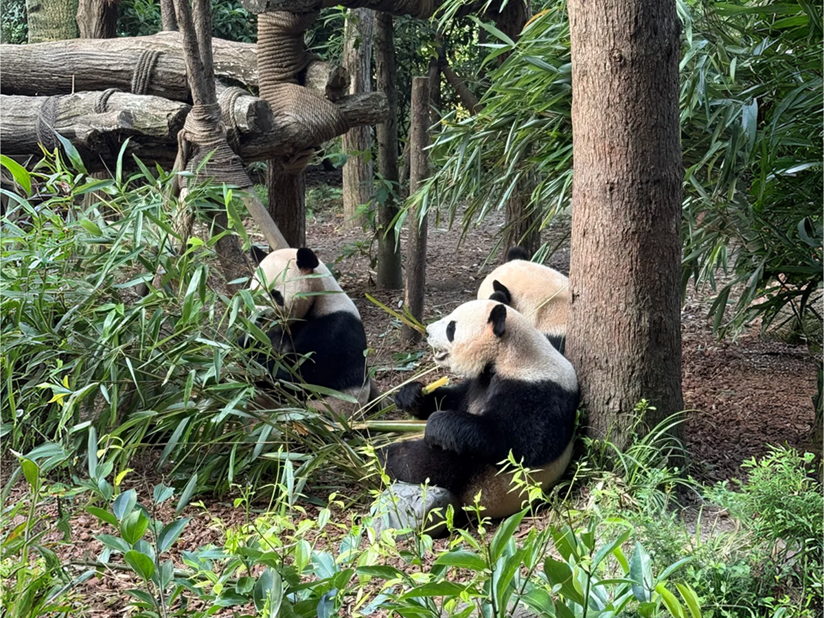 Pandas eating bamboo at Dujiangyan Panda Valley