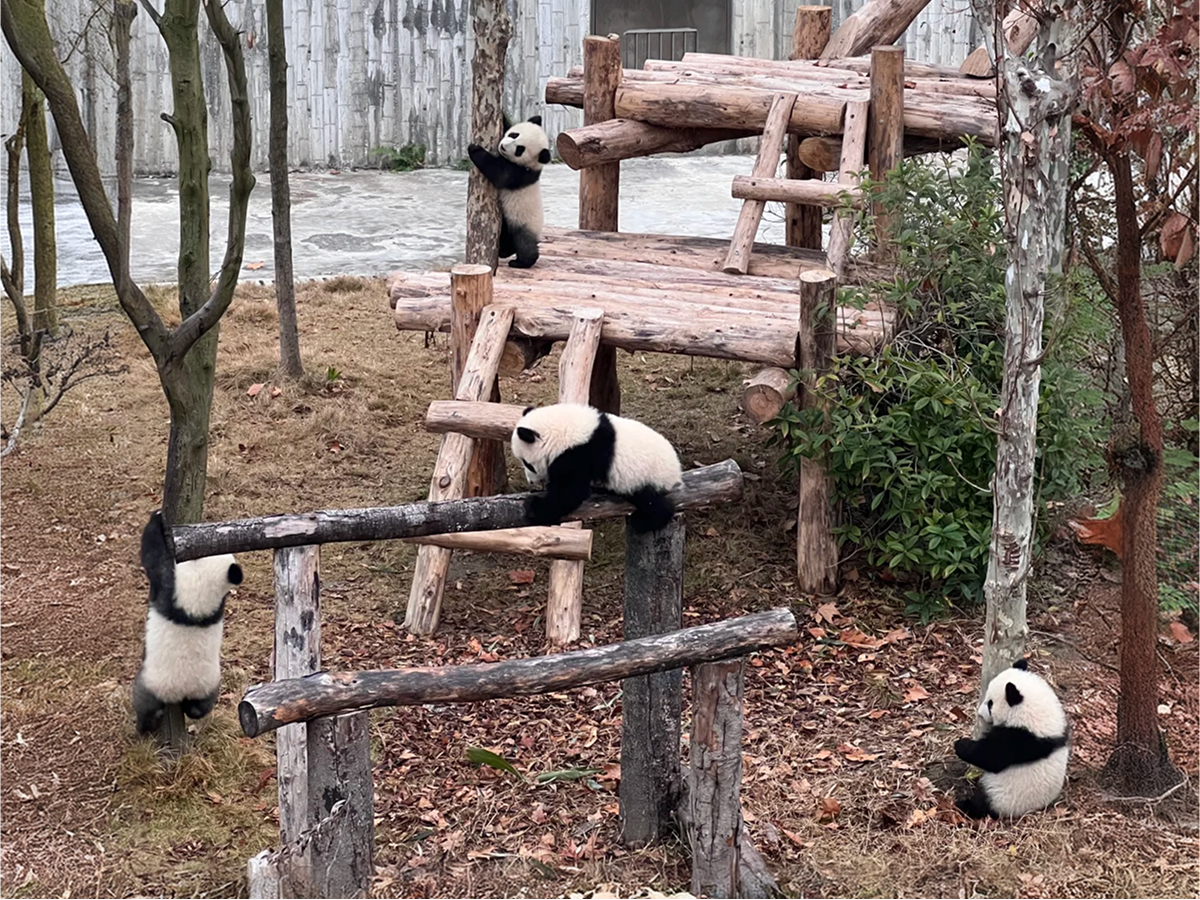 Panda cubs at Chengdu Research Base