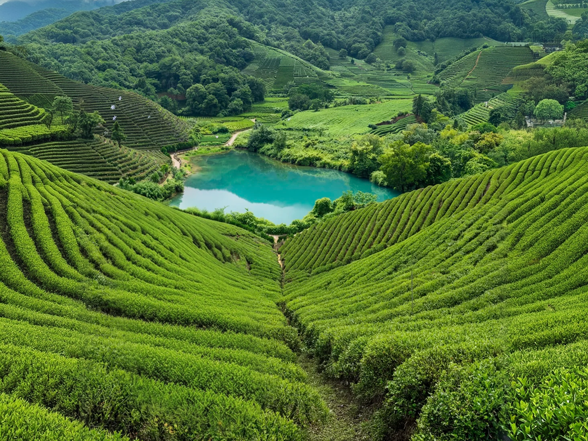 Tea-field trail in Longjing Village, Hangzhou