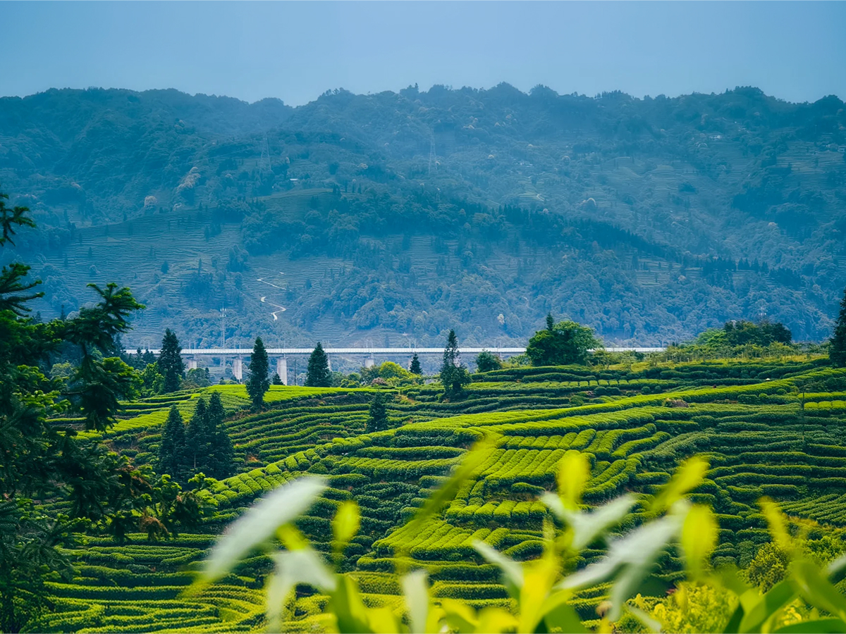 Chinese tea gardens in April