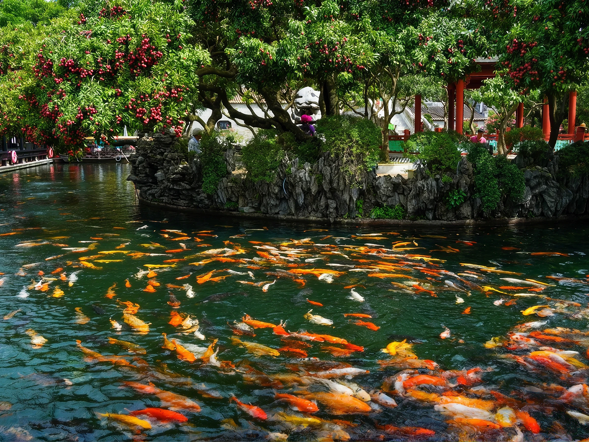 Baomo Garden Koi Pond