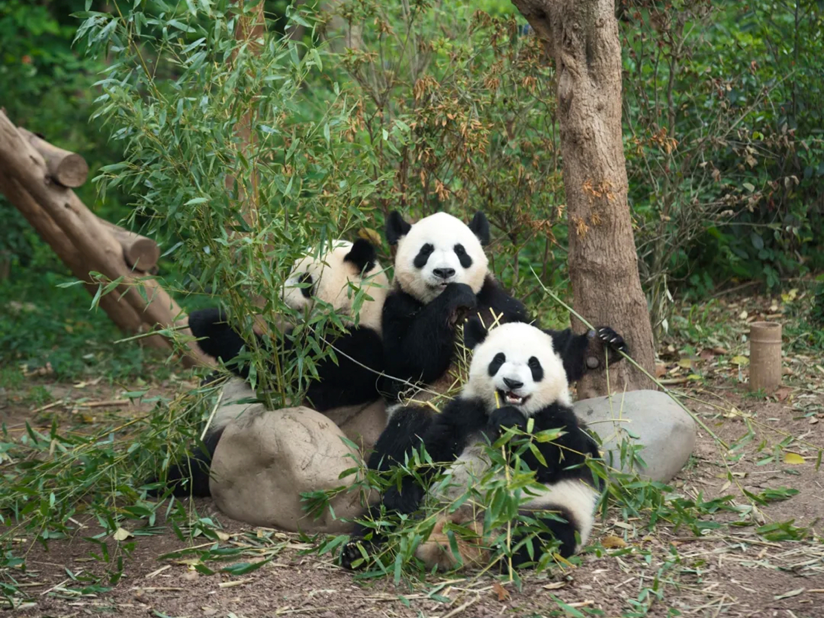 Panda Valley Giant Panda