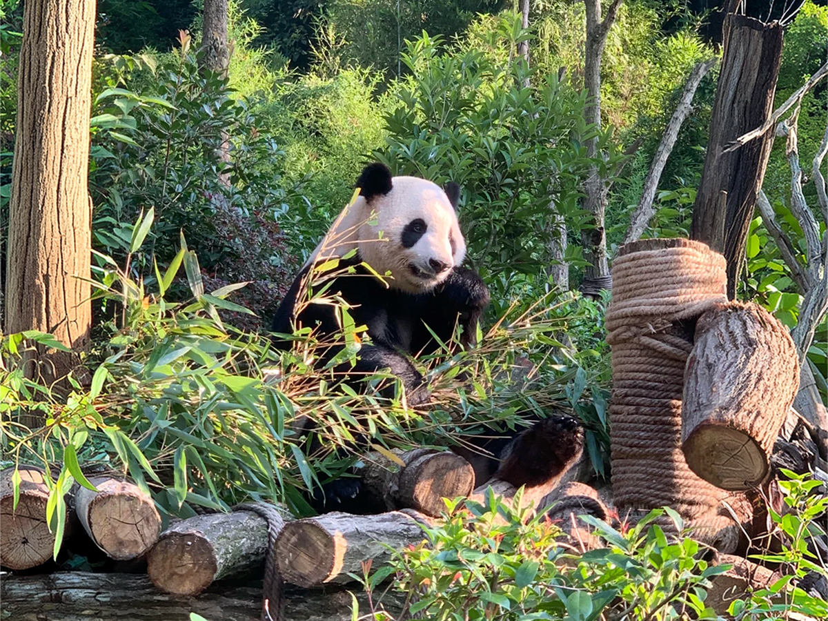 Panda Valley