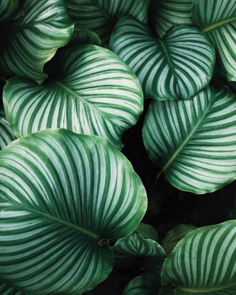 Close-up of large green leaves with distinct white stripes and prominent veins.