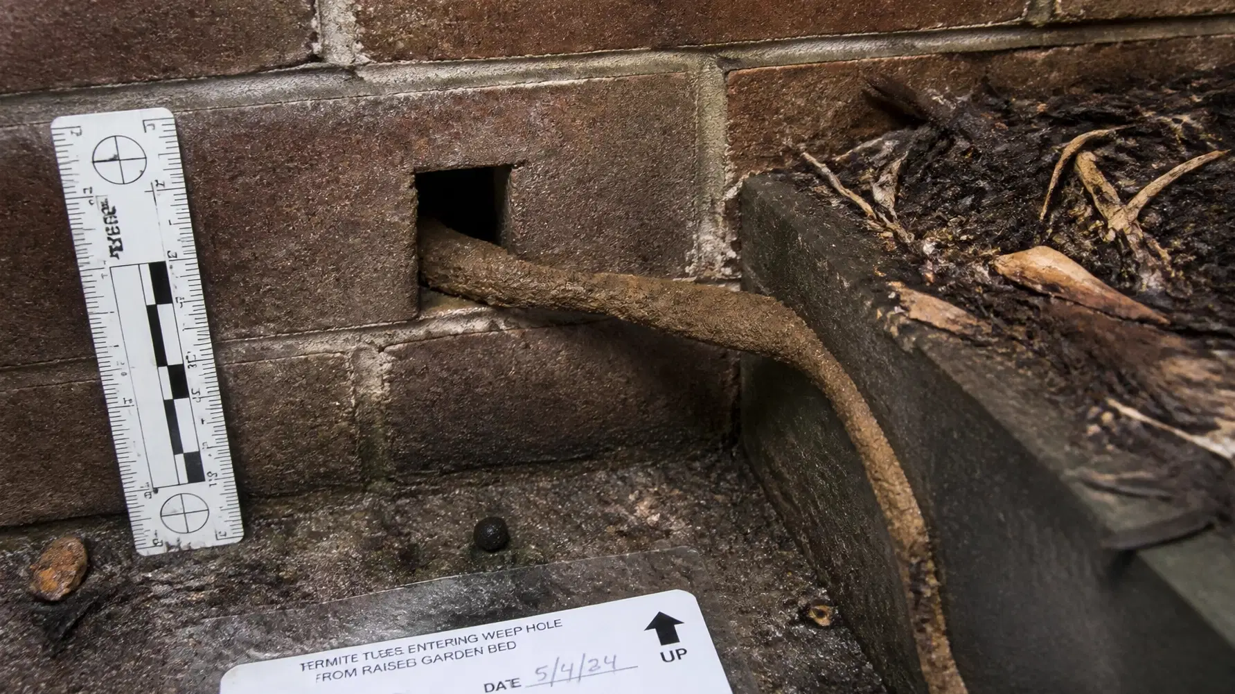 Termite mud tube entering a brick weep hole from an adjacent raised garden bed, documenting a significant compliance failure.