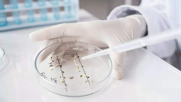 Gloved hand holding a petri dish with seedlings being treated by a dropper in a lab.