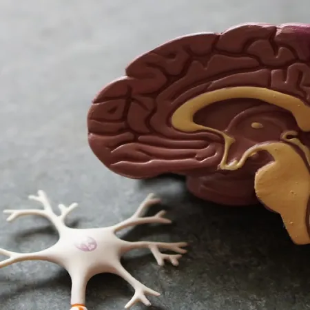Model of a human brain section next to a plastic neuron model on a gray surface.