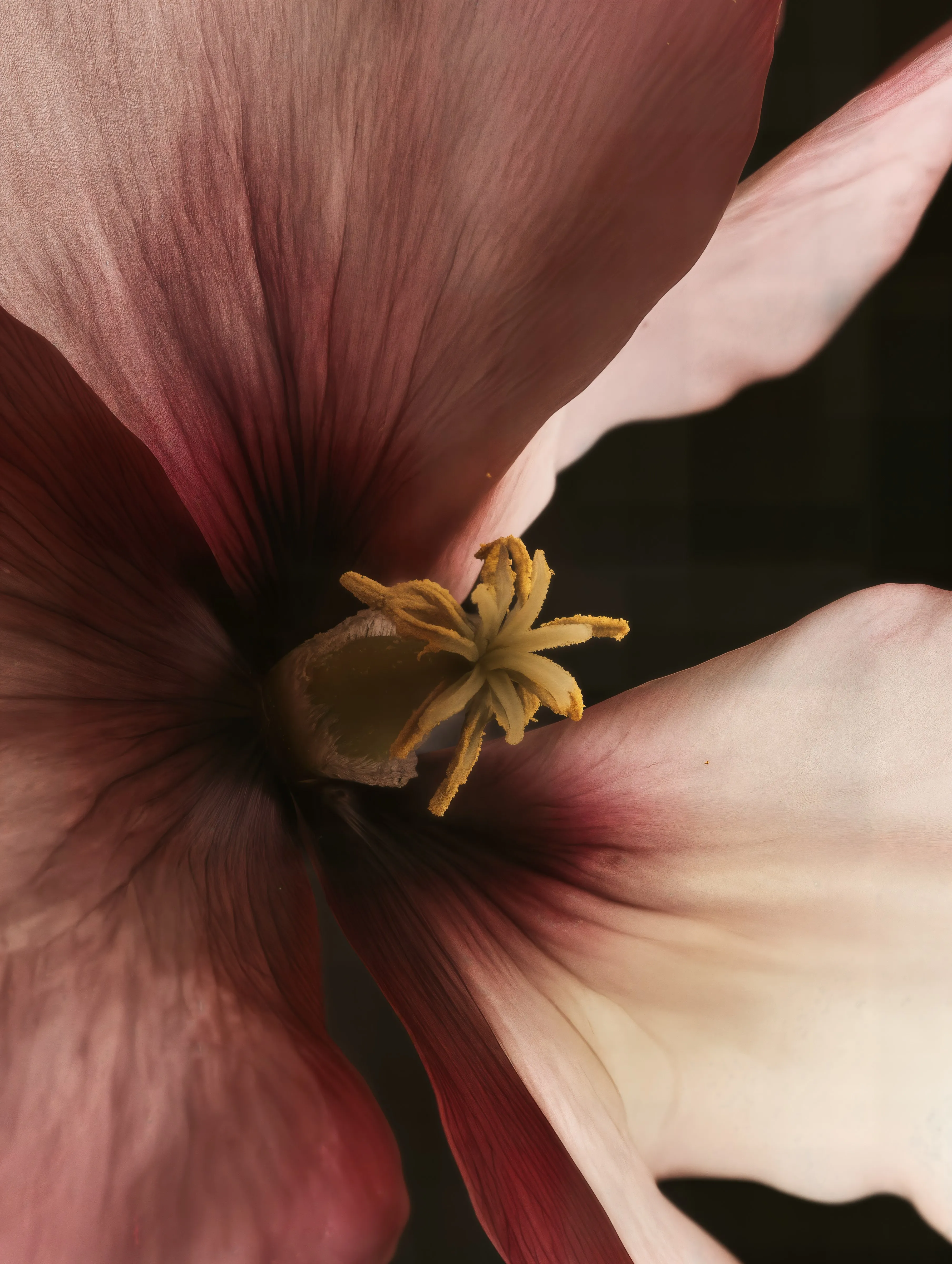 Close-Up Flower