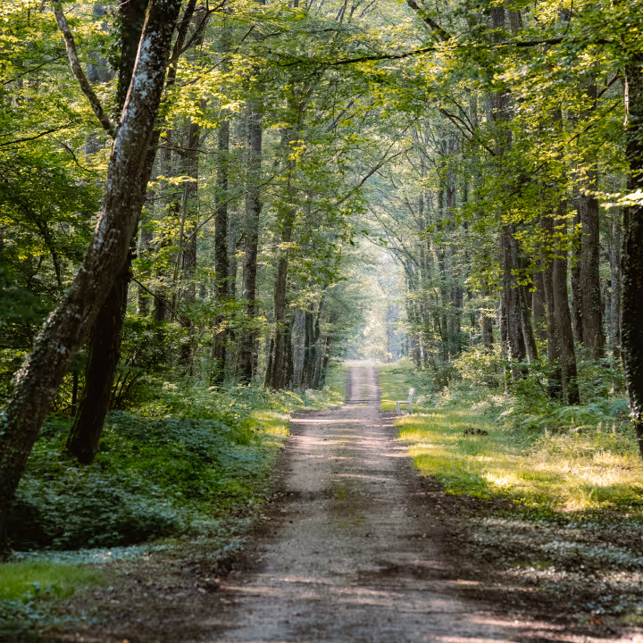 Forest path lined with green trees and bright by the sun filtering through the leaves, Les Hauts de Loire, 5-star luxury hotel in Veuzain-sur-Loire, Loire Valley, France.