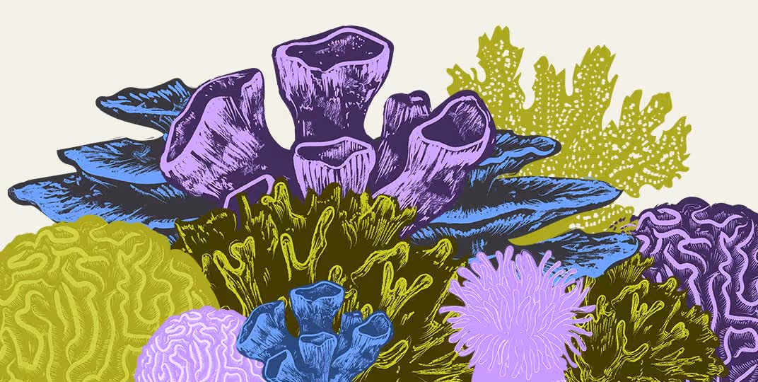 Colorful stylized coral reef with purple, blue, green, and lavender sea plants and corals.