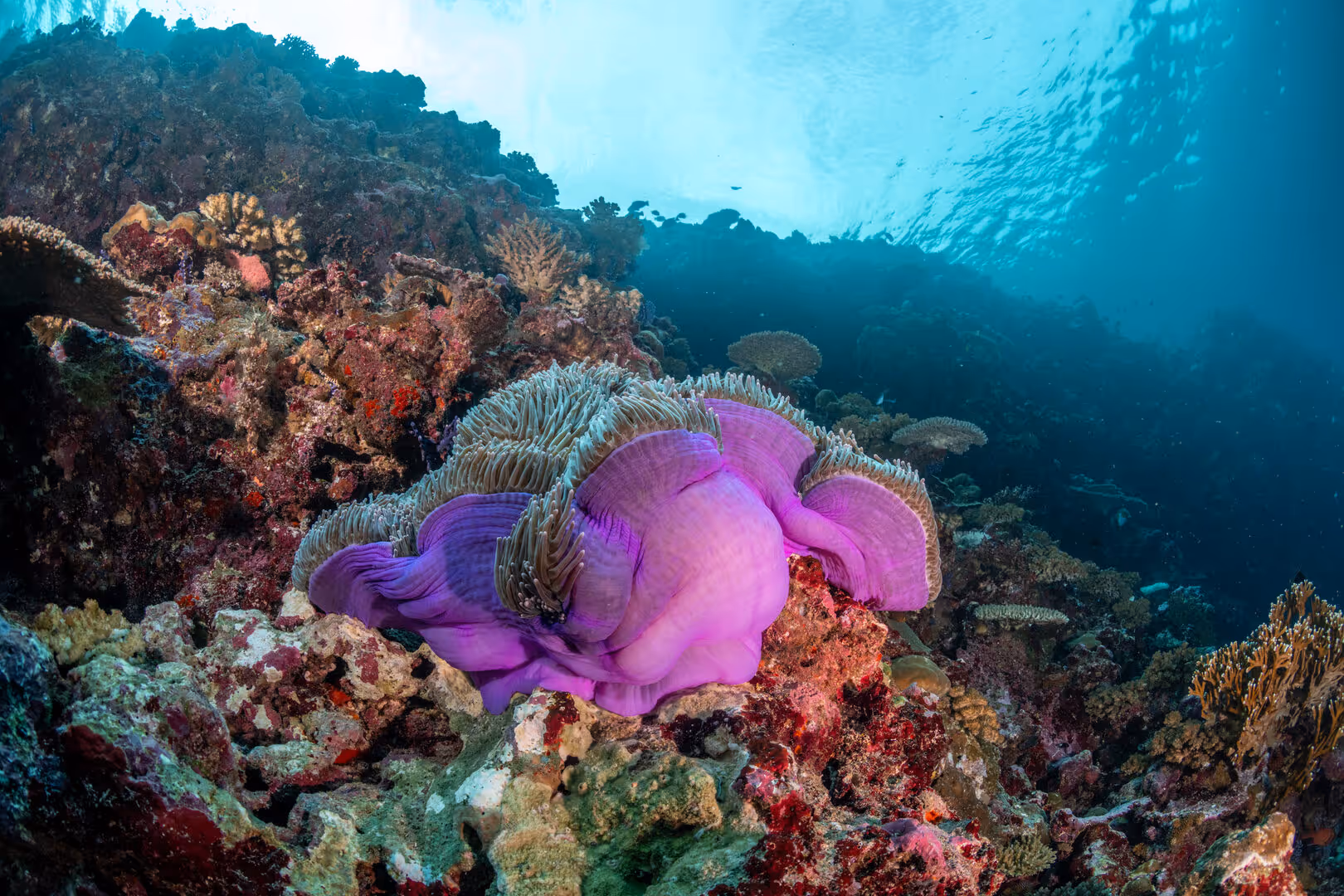 Underwater view of vibrant purple coral surrounded by diverse coral reef in clear blue water.