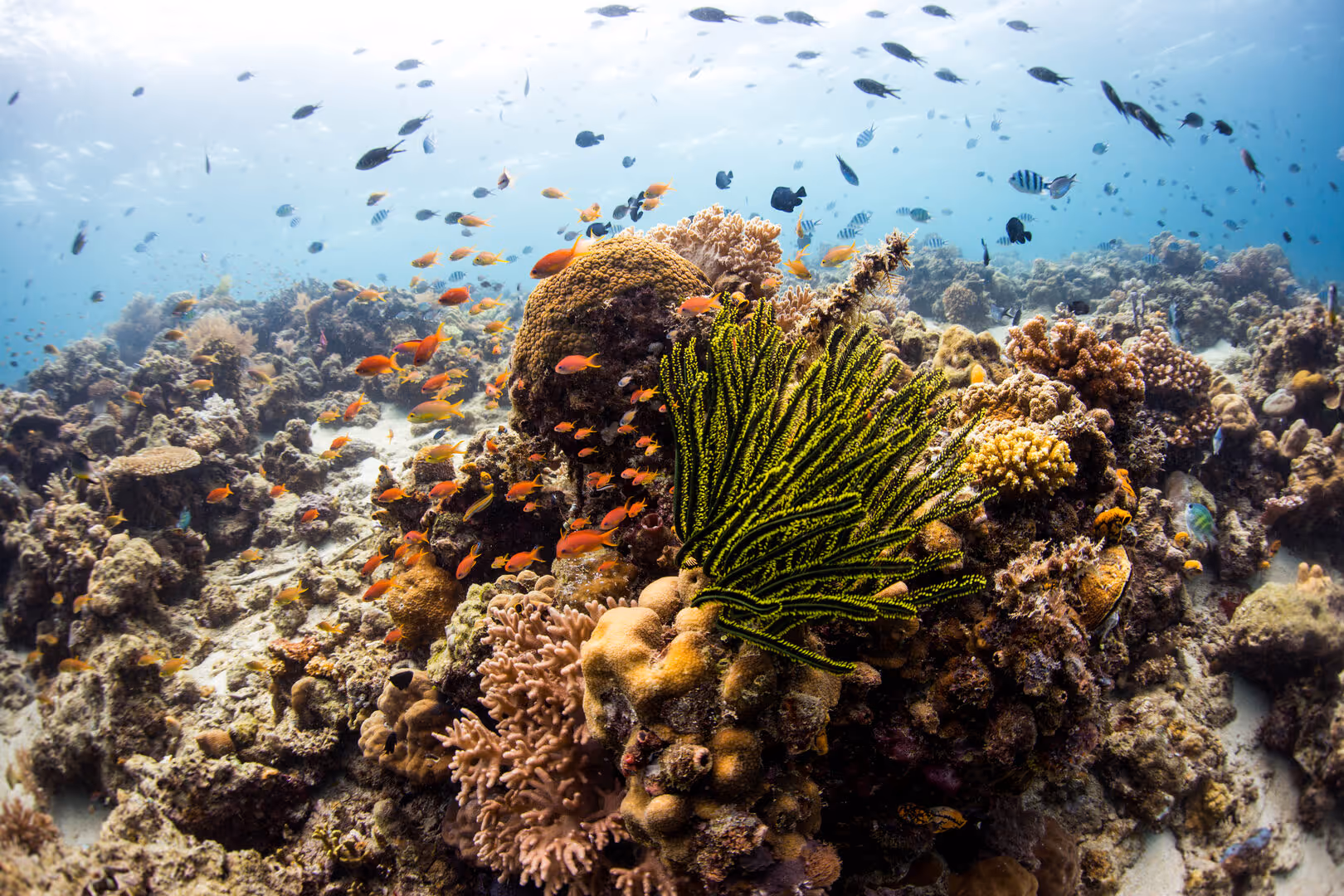 Colorful coral reef underwater with various fish swimming around vibrant corals.