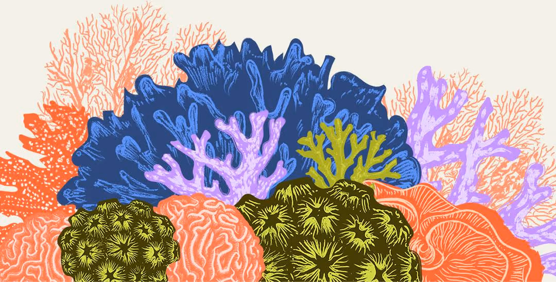 Illustration of colorful coral formations in shades of blue, green, orange, and purple.