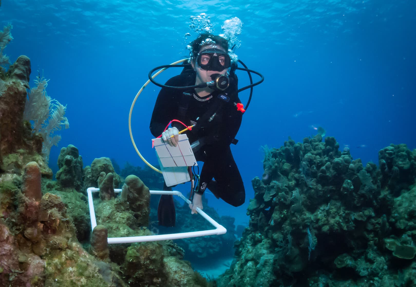 Scuba diver underwater holding a yellow clipboard near coral reef during a research dive.