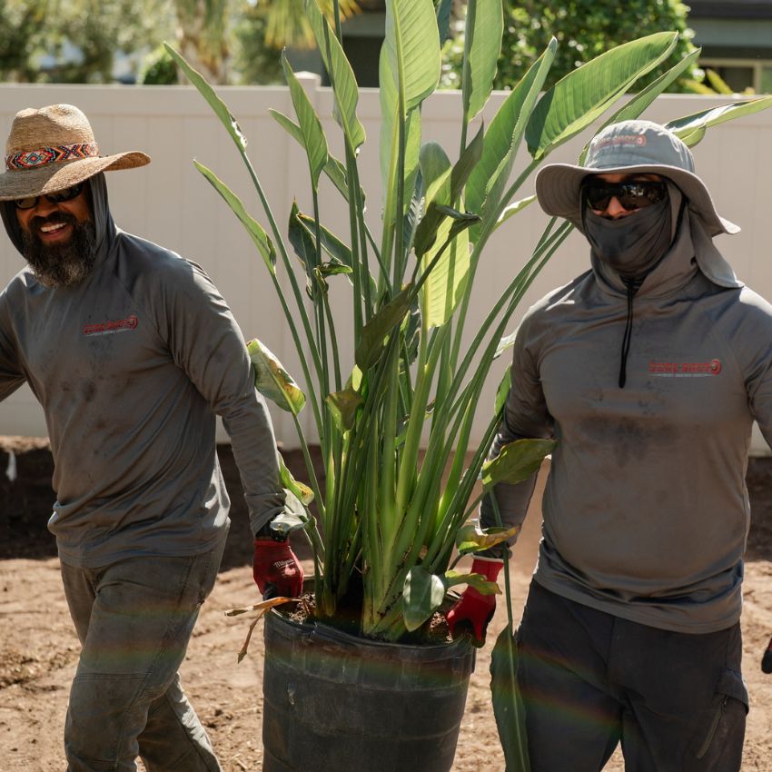 Two Sure Shot team members carrying a large tropical plant for installation.