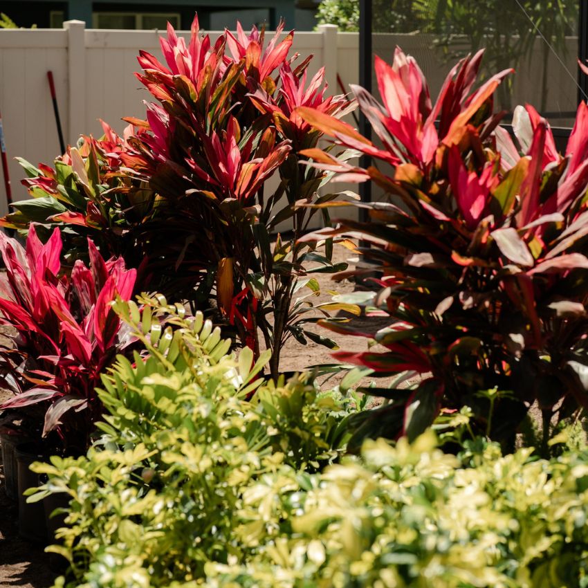 Colorful tropical plants installed in a landscaped bed.