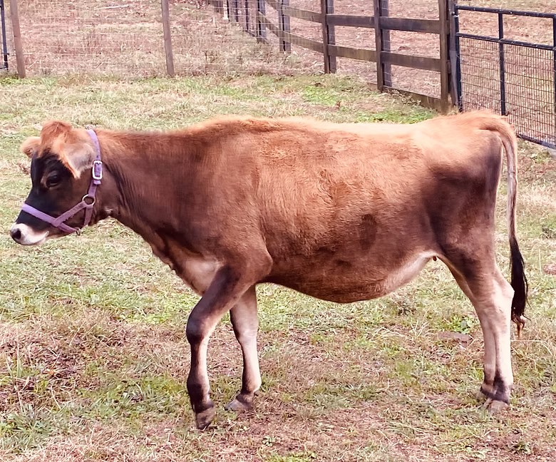 OSM Farms Zelda at Oak Spring Meadows Farm