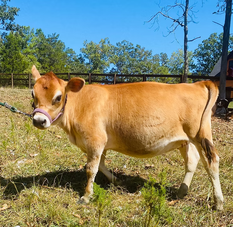 OSM Farms Hera at Oak Spring Meadows Farm