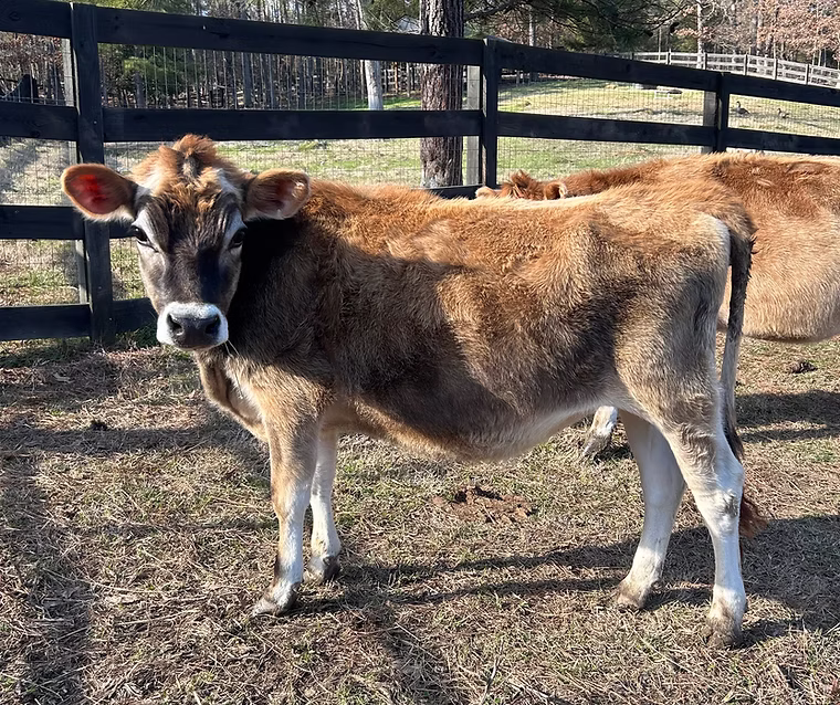 OSM Farms Dolly at Oak Spring Meadows Farm