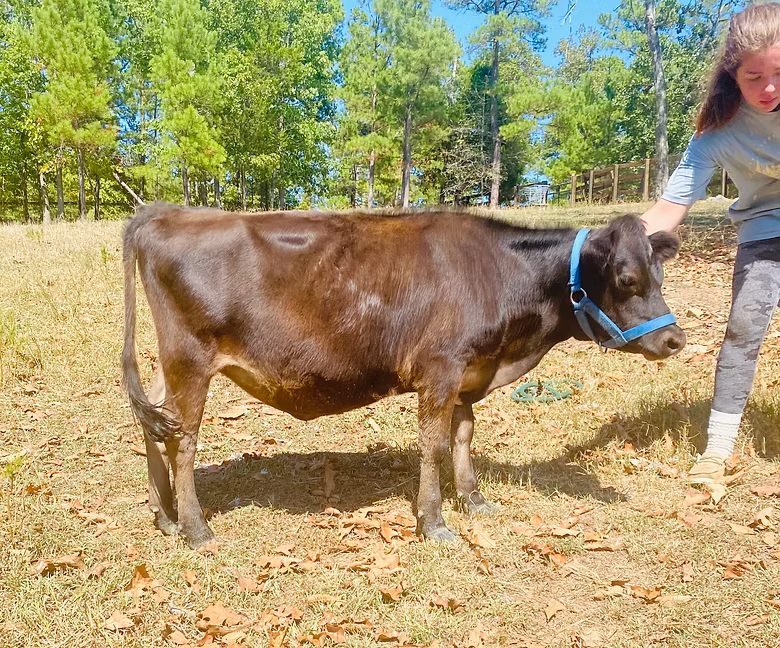OSM Farms Dove at Oak Spring Meadows Farm