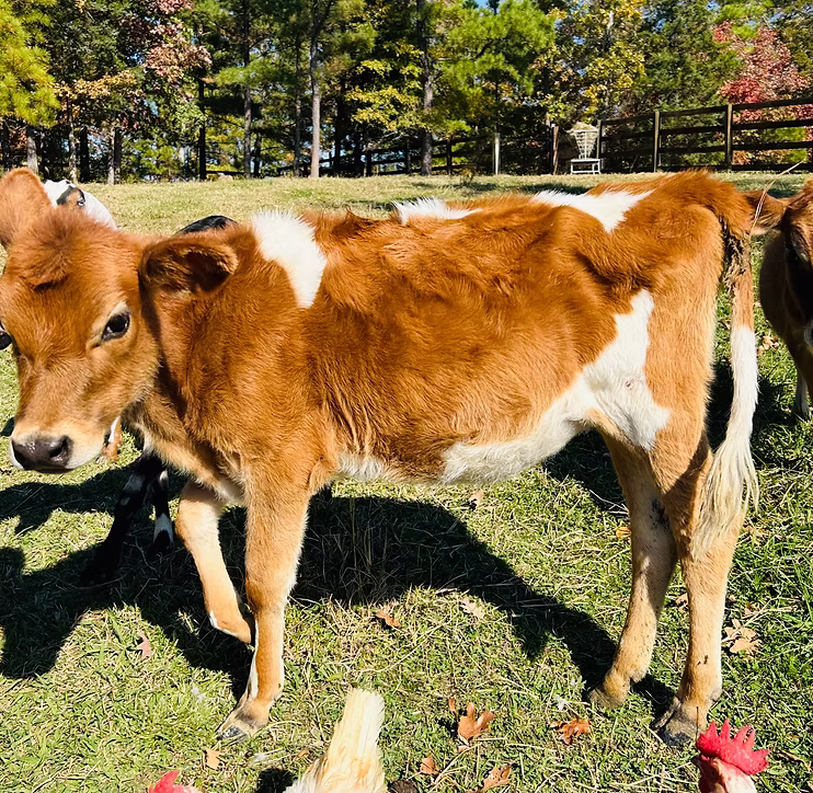 OSM Farms Devon at Oak Spring Meadows Farm