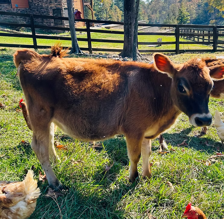 OSM Farms Helena at Oak Spring Meadows Farm