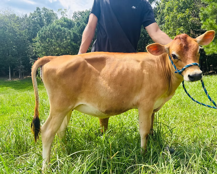 OSM Farms Freya at Oak Spring Meadows Farm