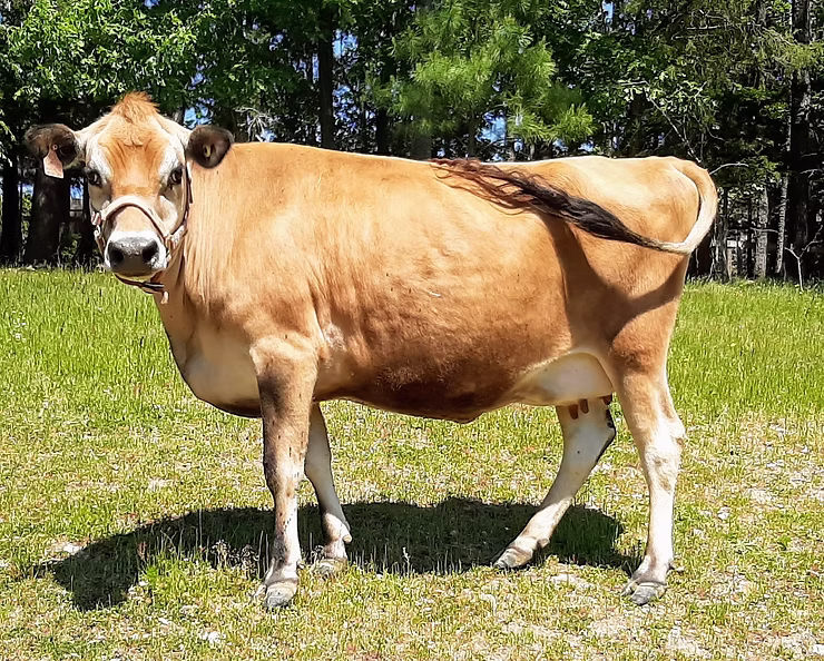 HH Tabitha of Misty Morning Farm at Oak Spring Meadows Farm