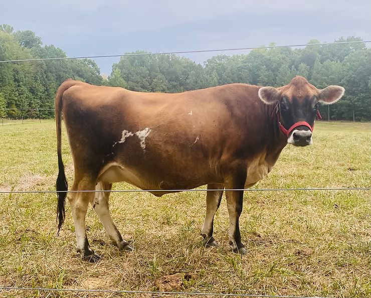 OSM Farms Annie-PP at Oak Spring Meadows Farm