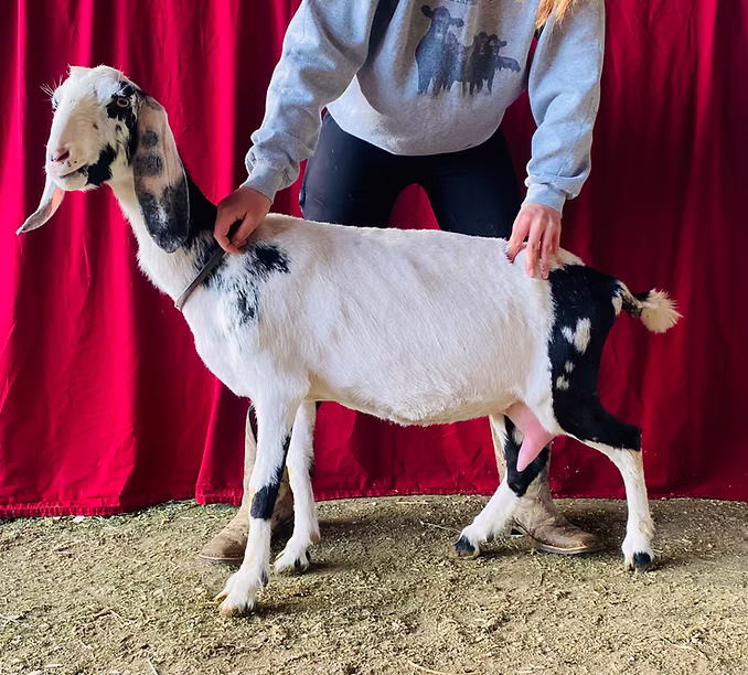 Knightwolf's Hailey at Oak Spring Meadows Farm