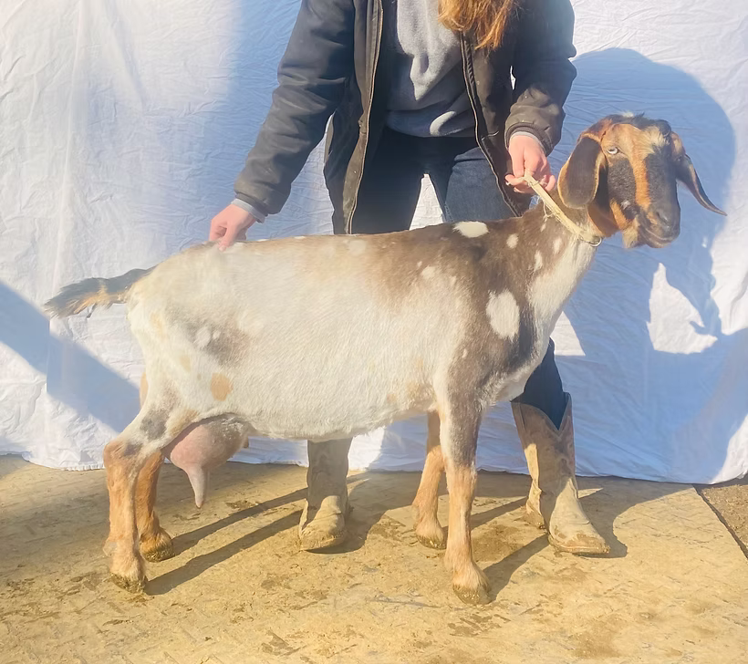 Oak Spring Meadow's Perth 2*P (Ana) at Oak Spring Meadows Farm