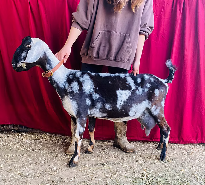 W4's Tia *P at Oak Spring Meadows Farm