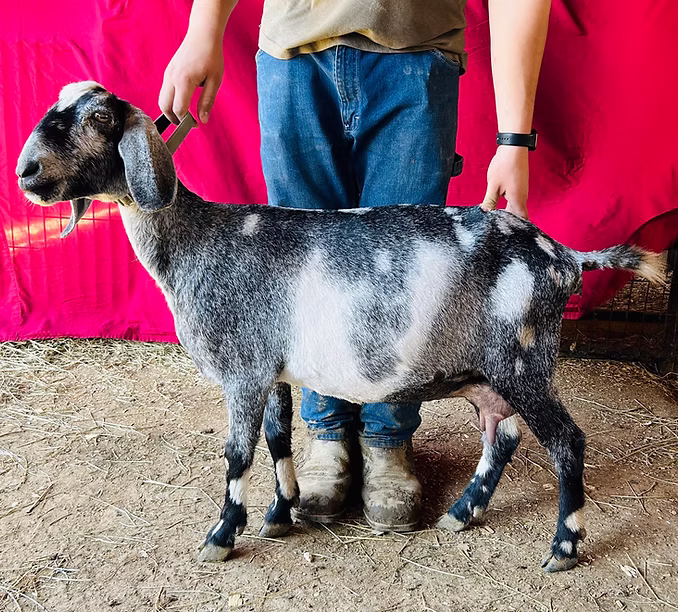 Knightwolf's Blue Ninja at Oak Spring Meadows Farm