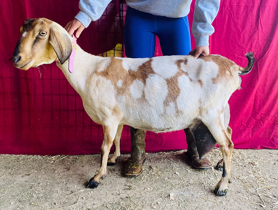 Polka Stripe Farm Maggie *P at Oak Spring Meadows Farm